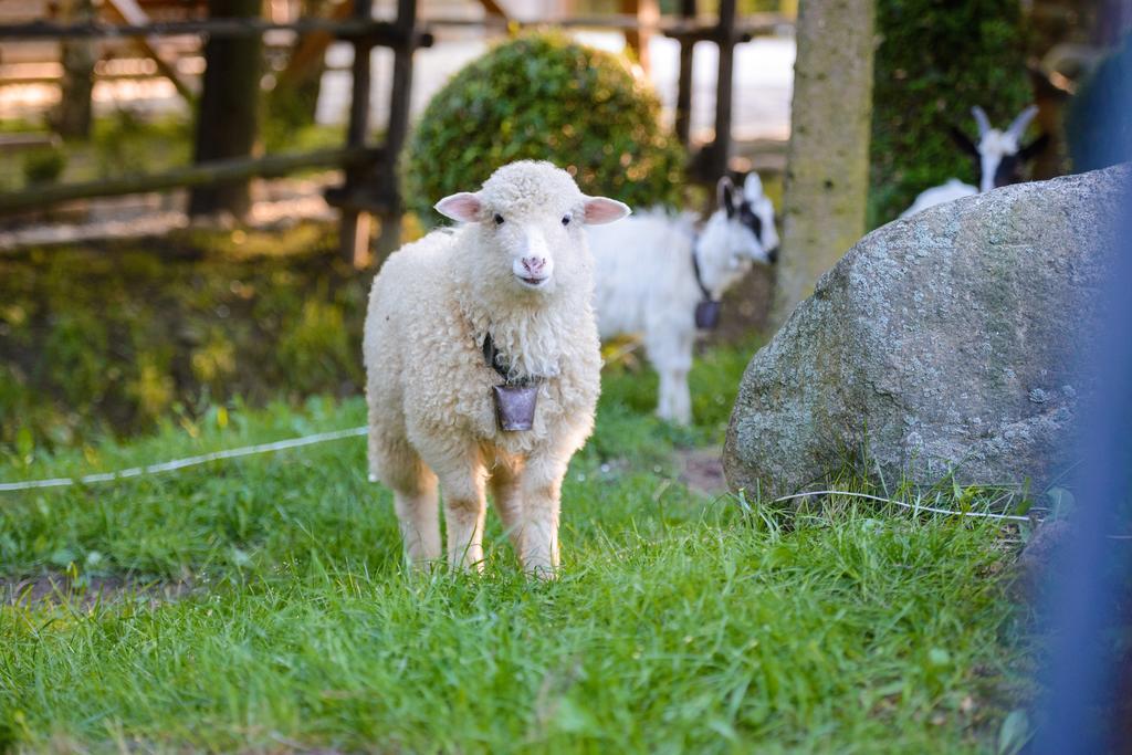 Rymanów贾斯韦德罗尼兹克旅馆住宿加早餐旅馆 外观 照片